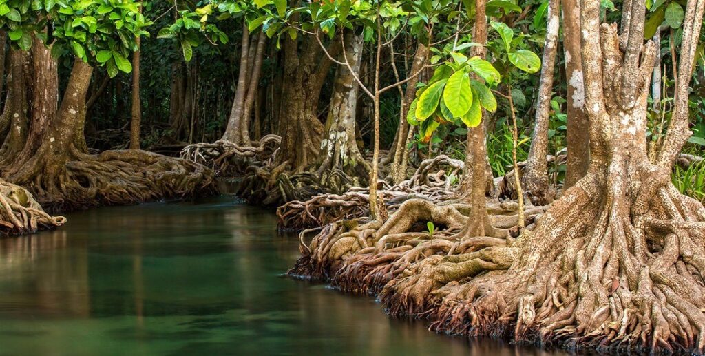 Explore the Biodiversity in Mangrooves Lagoon National Park
