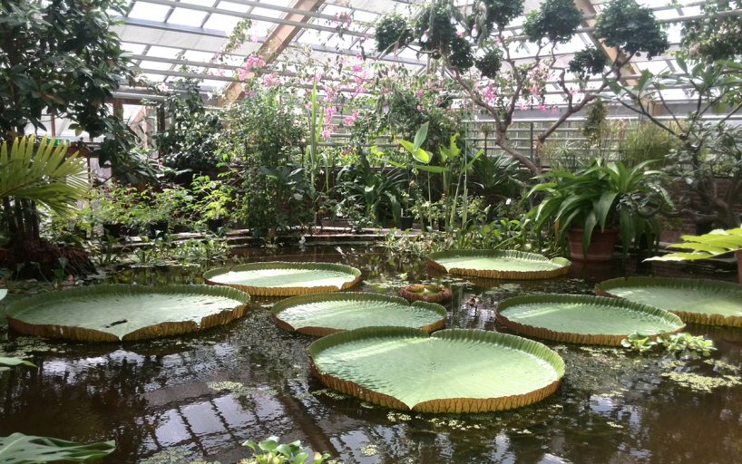 Botanical Gardens in Leiden